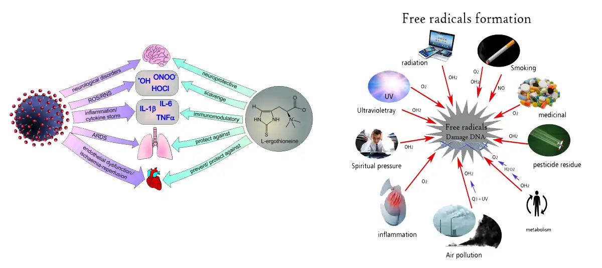 Ergothioneine AAAAA.jpg Ergothioneine AAAAA.jpg
